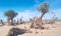 Northwest China Facing Ecological Crisis