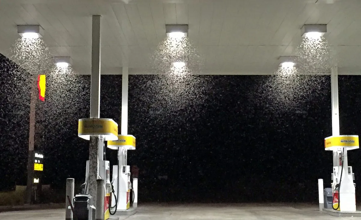 In this Aug. 14, 2015, photo provided by Matthew Hengst, bugs swarm at a service station in the eastern Sierra Nevada town of Lone Pine, Calif. (Matthew Hengst via AP)