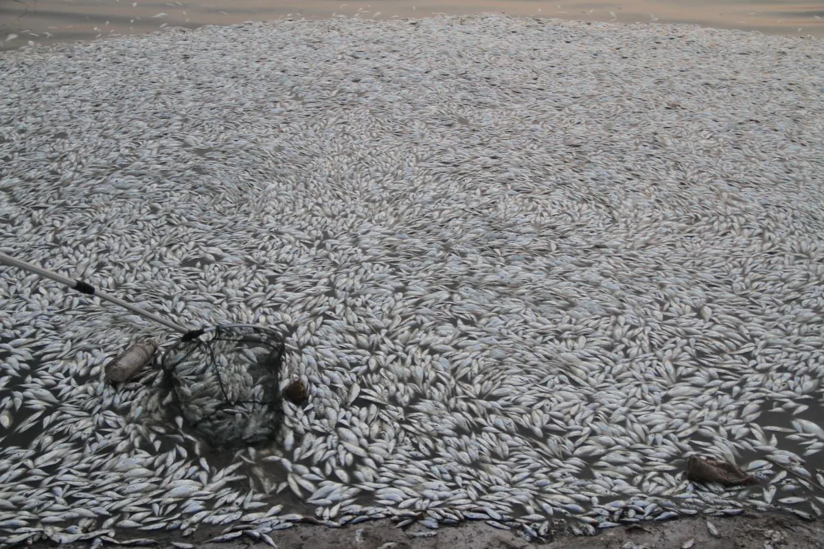Dead fish float along the shore of Haihe River Dam on August 20, 2015 in Tianjin, China. (ChinaFotoPress/Getty Images)