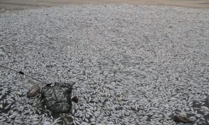 Everything's OK, Say Chinese Officials After Dead Fish Wash Up in Tianjin