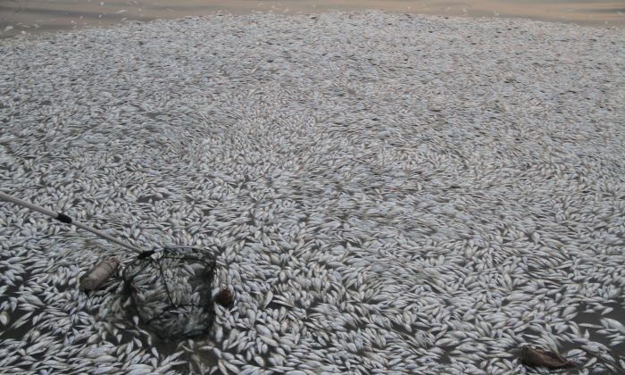 Dead fish float along the shore of Haihe River Dam on August 20, 2015 in Tianjin, China. (ChinaFotoPress/Getty Images)