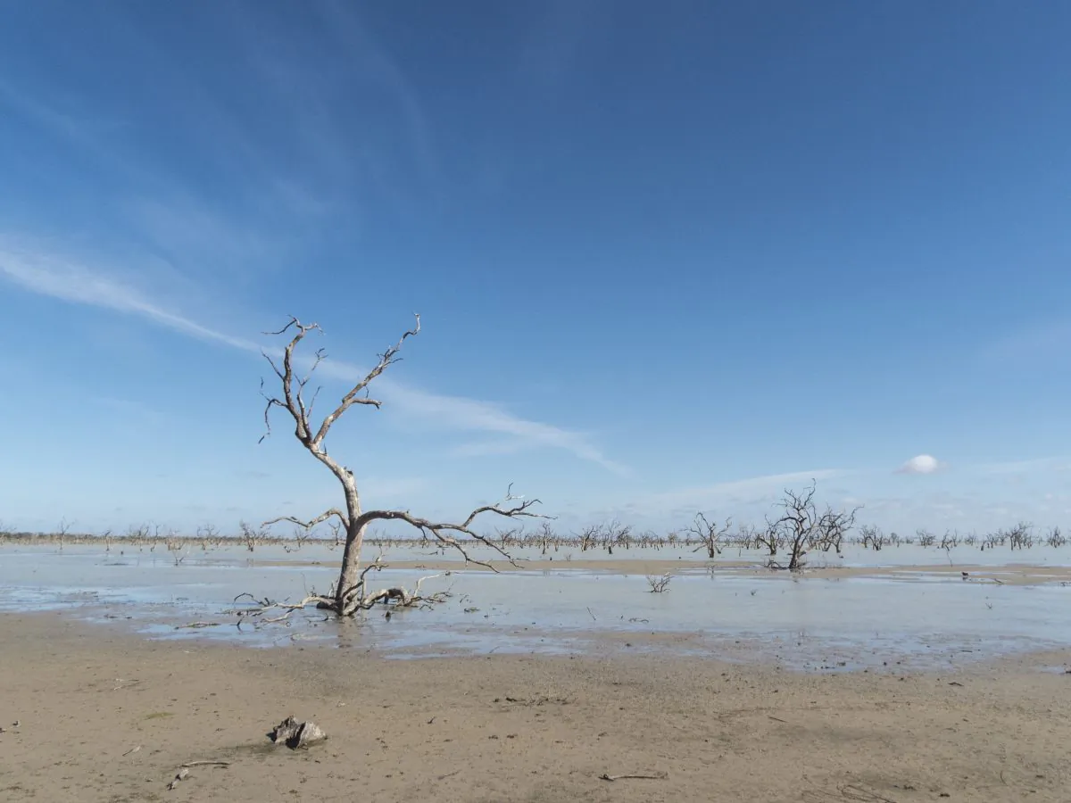 "Foresters and ecologists have long gauged the severity of drought from tree mortality that happens the same year," says James S. Clark. "But the damage suffered during drought sets in motion a decline that can kill trees years later." (Klaus Hollitzer/iStock)