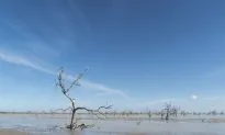 Drought Can Kill Trees for Years and Years