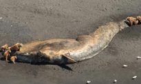 Dozens of Whales Are Mysteriously Dying Off the Coast of Alaska (Video)