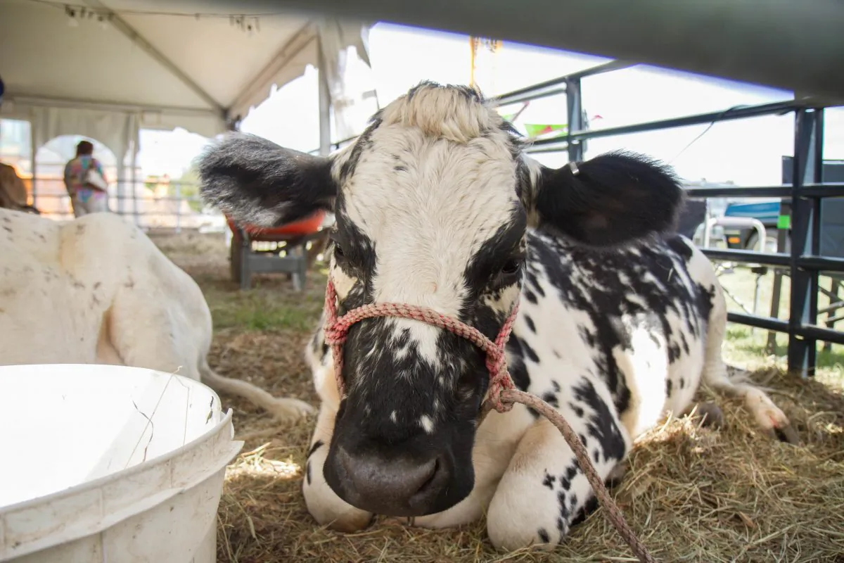 Domino, an almost 2-year-old American Lineback cow sits in the cattle tent before the cattle show at the Otisville Country Fair on Aug. 22, 2015. (Holly Kellum/Epoch Times)