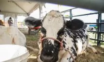 Mississippi: Truck Carrying 100 Cows Overturns and Releases Them Onto Interstate