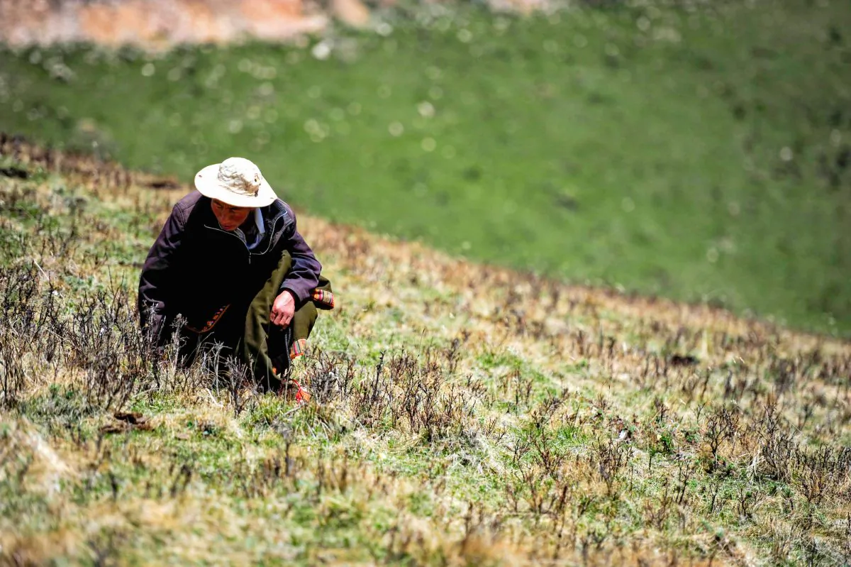 A herdsman digs for fungus in Maqu County of Gannan in northwest China's Gansu province on June 1, 2013. Tibetan Plateau residents make a living mainly by herding cattle, gathering caterpillar fungus, and growing barley. (AFP/Getty Images)