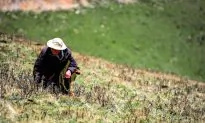 Tibetan Villagers Report More Bear Attacks and Little Help From Authorities
