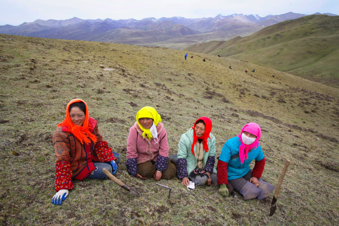 Nomads rest as they dig for Chinese caterpillar fungus from a mountain in Guide County, Hainan Prefecture, Qinghai Province, China. Nomads can earn about 2,000 yuan to 5,000 yuan (about U.S. $260 to $653 ) through their work during the fifty-day Chinese caterpillar fungus gathering season. Chinese caterpillar fungus, about U.S. $600 per pound, is also called Cordyceps Sinensis Mushroom. The fungus multiples by parasitizing insect larvae, forming hypha and maturing outside the larva. The fungus exists in mountains and meadows with an altitude of 9,840 to 16,400 feet. Caterpillar fungus is highly valued in Chinese medicine and used in drugs to restore energy, promote longevity and stimulate the immune system, however, because of excessive exploitation, the Chinese caterpillar fungus resource has been destroyed and has become increasingly rare. The Chinese government has restricted the digging of the fungus. (China Photos/Getty Images) 