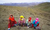 Tibetan Mushroom That Was Viagra of the Ancients—Now Costs Tens of Thousands Per Pound
