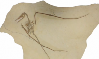 Complete Pterosaur Fossil Found – Food, Feces and All (Video)