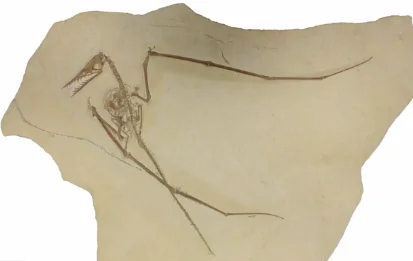 Complete Pterosaur Fossil Found – Food, Feces and All (Video)