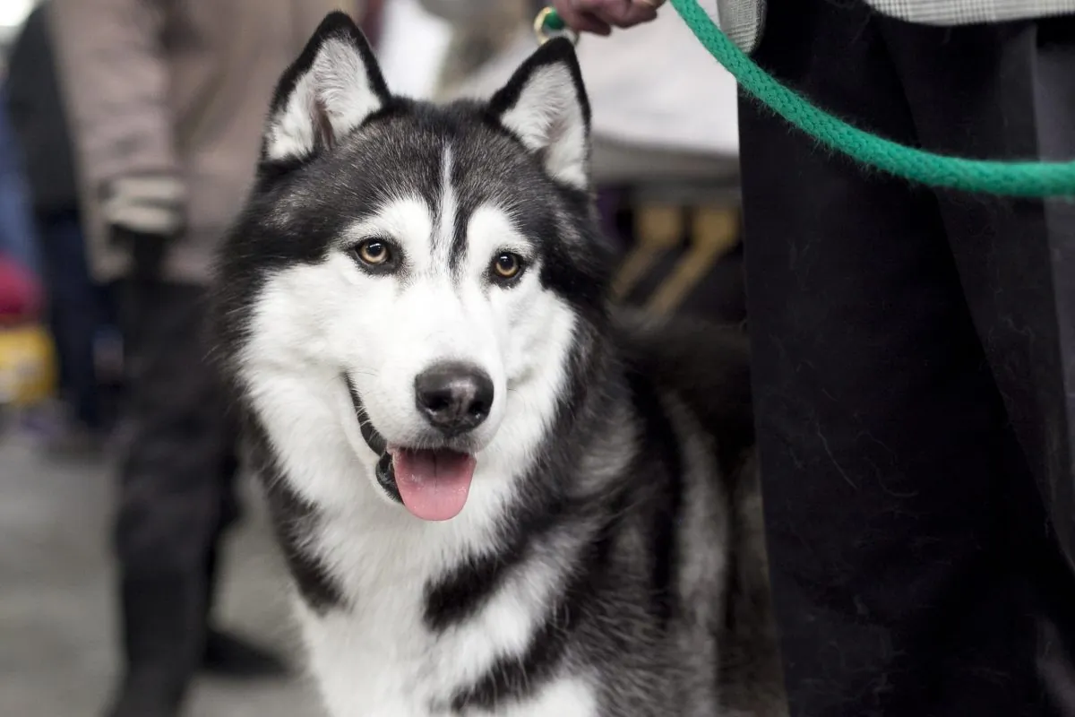 A file image of a husky at the Westminster Dog Show in New York, on Feb. 11, 2014. (Samira Bouaou/Epoch Times)