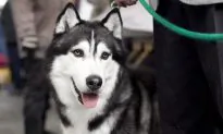Tens of Thousands Sign Petition to Save Husky That Bit Off Boy’s Hand
