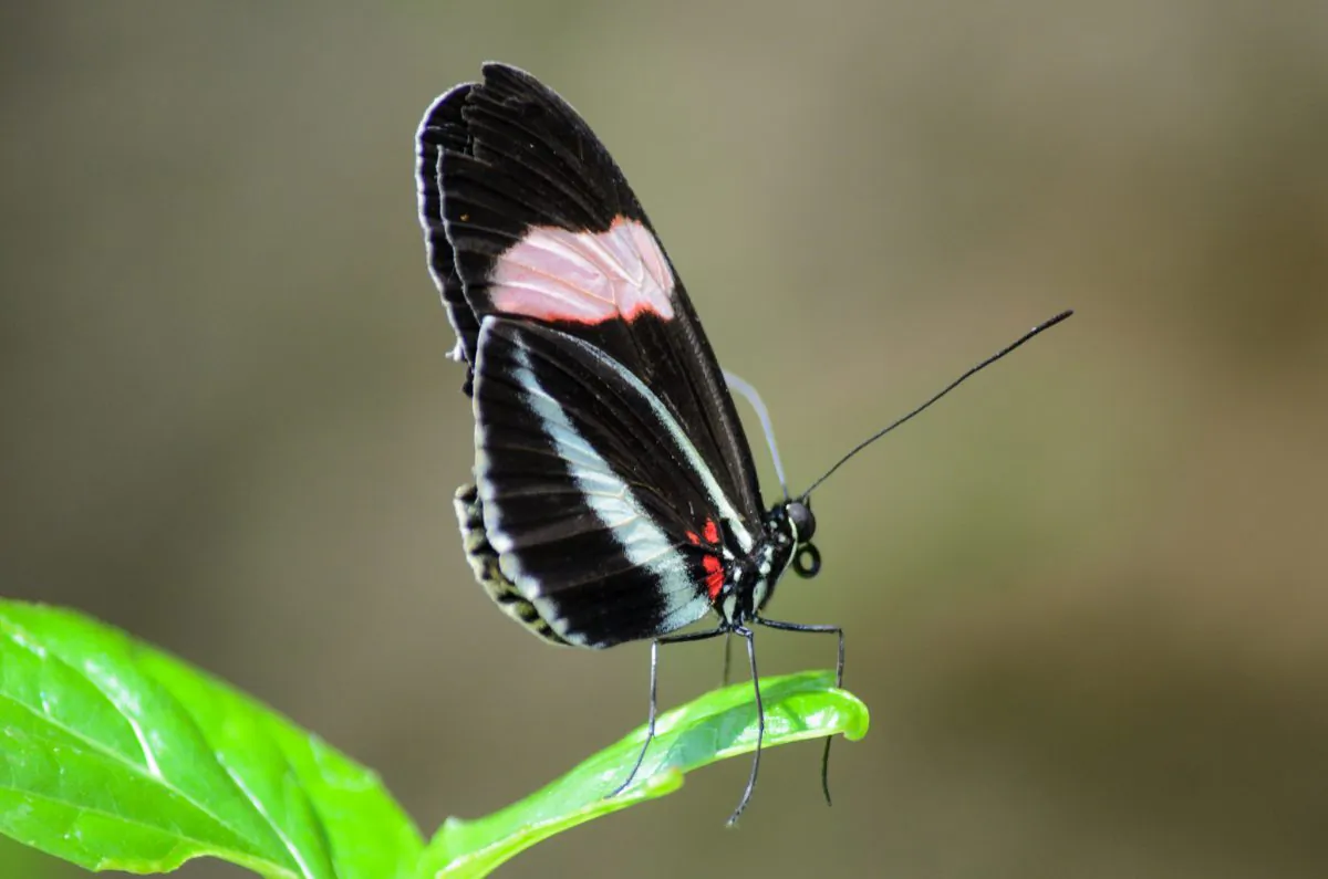 To take advantage of the butterfly effect, a new forecasting approach treats the weather as random and uses historical data to force the forecast to reflect a realistic climate. (Robert Claypool/CC BY 2.0)