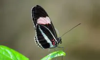 Better Weather Forecasts Based on ‘Butterfly Effect’