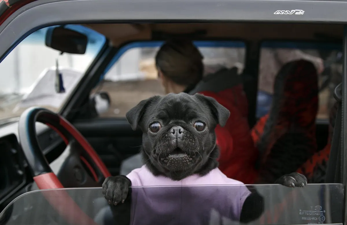 A small dog peers from a car at an Ukrainian army checkpoint near Kurakhove, Ukraine, Tuesday, March 3, 2015 on a road leading to Russia-backed separatists held territory. (AP Photo/Vadim Ghirda)
