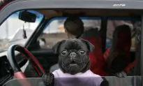 10 Dog Photos of Sheer Greatness and Hilarity for National Dog Day