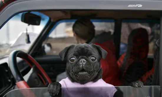 10 Dog Photos of Sheer Greatness and Hilarity for National Dog Day