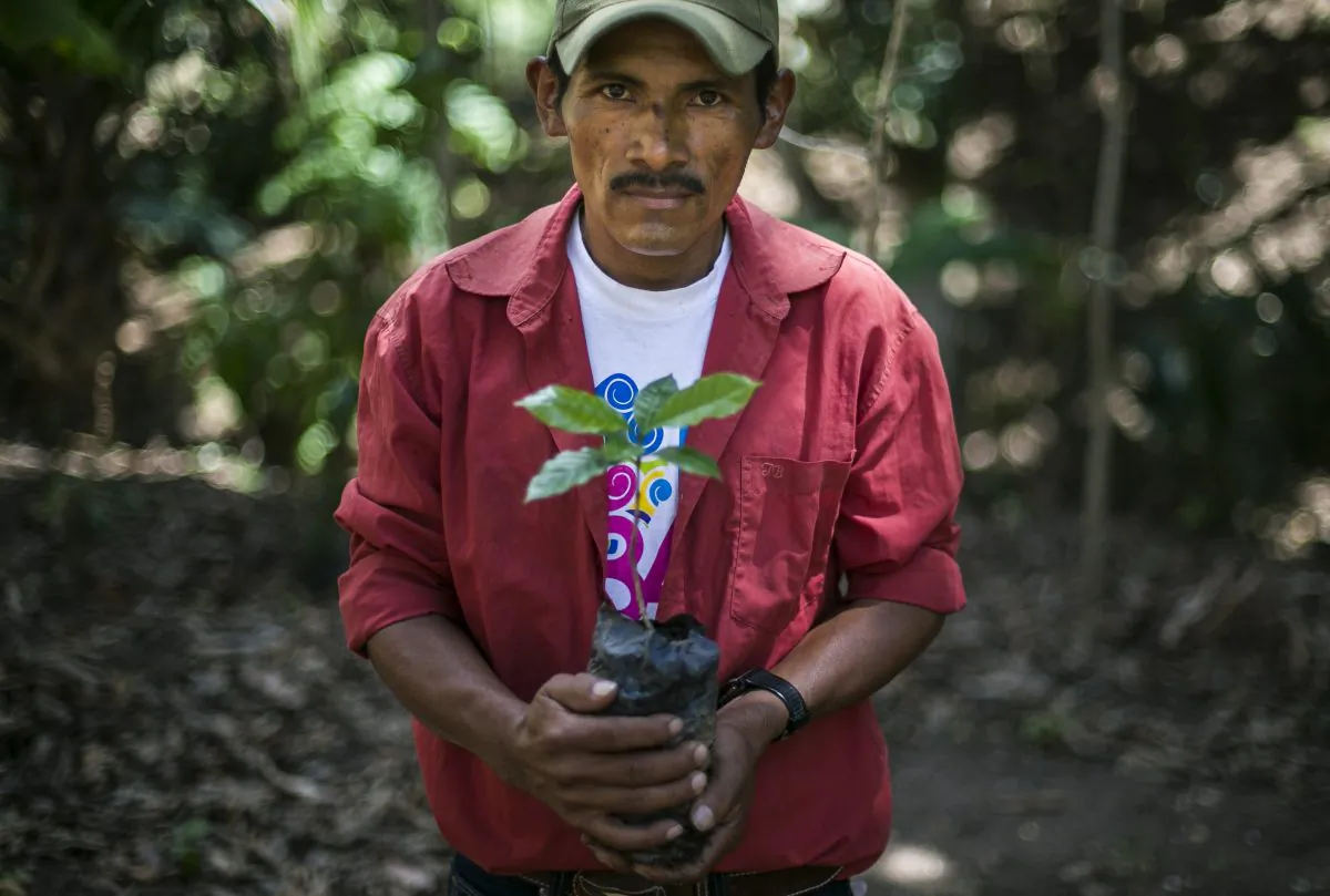 Nicaraguan coffee grower Isacio Lopez, 40, shows one of the new coffee plants he will use to replace the rust blighted ones at a plantation near Somoto, 200km from Managua on February 26, 2014. (Inti Ocon/AFP/Getty Images)