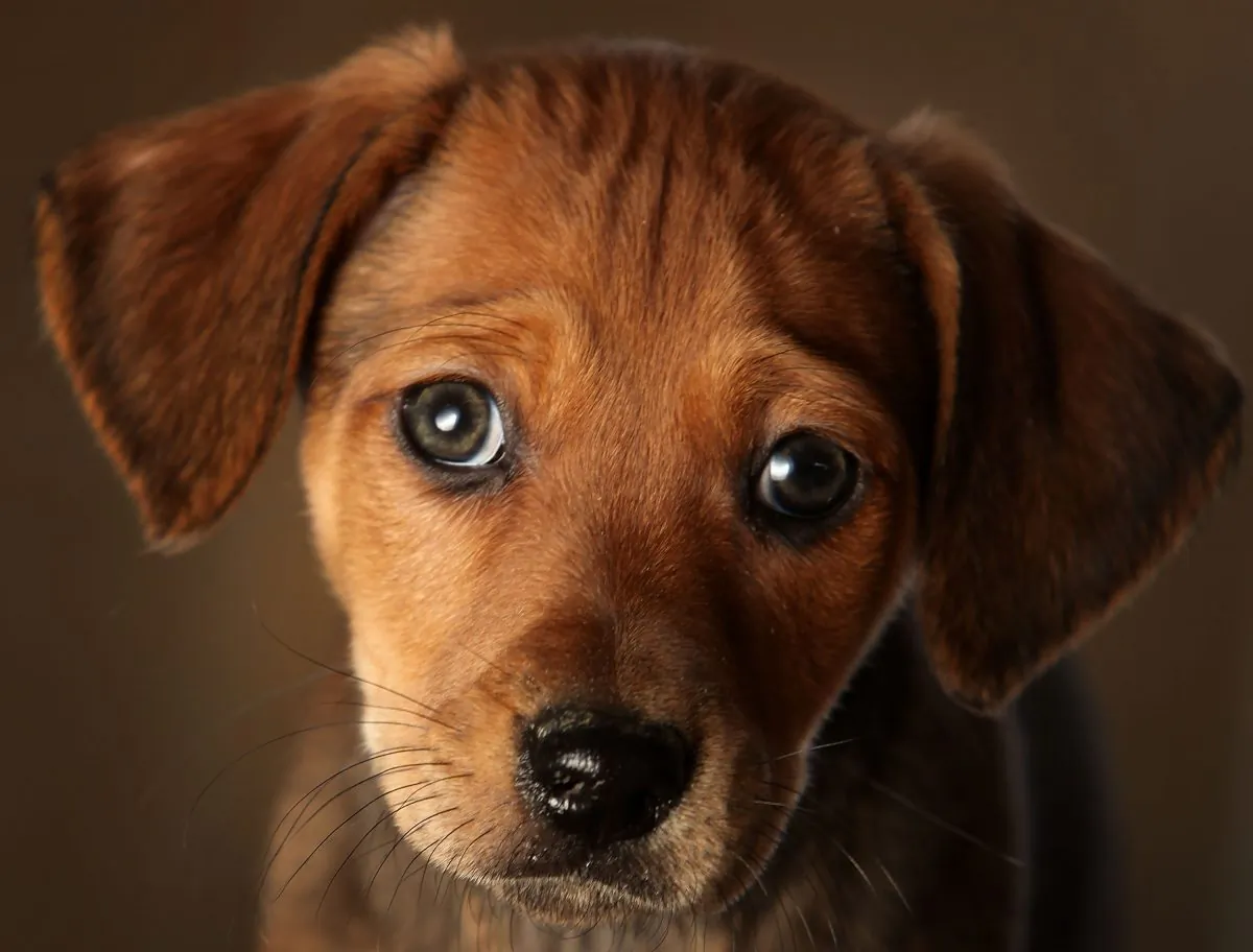 A puppy in a file photo. (Christopher Furlong/Getty Images)