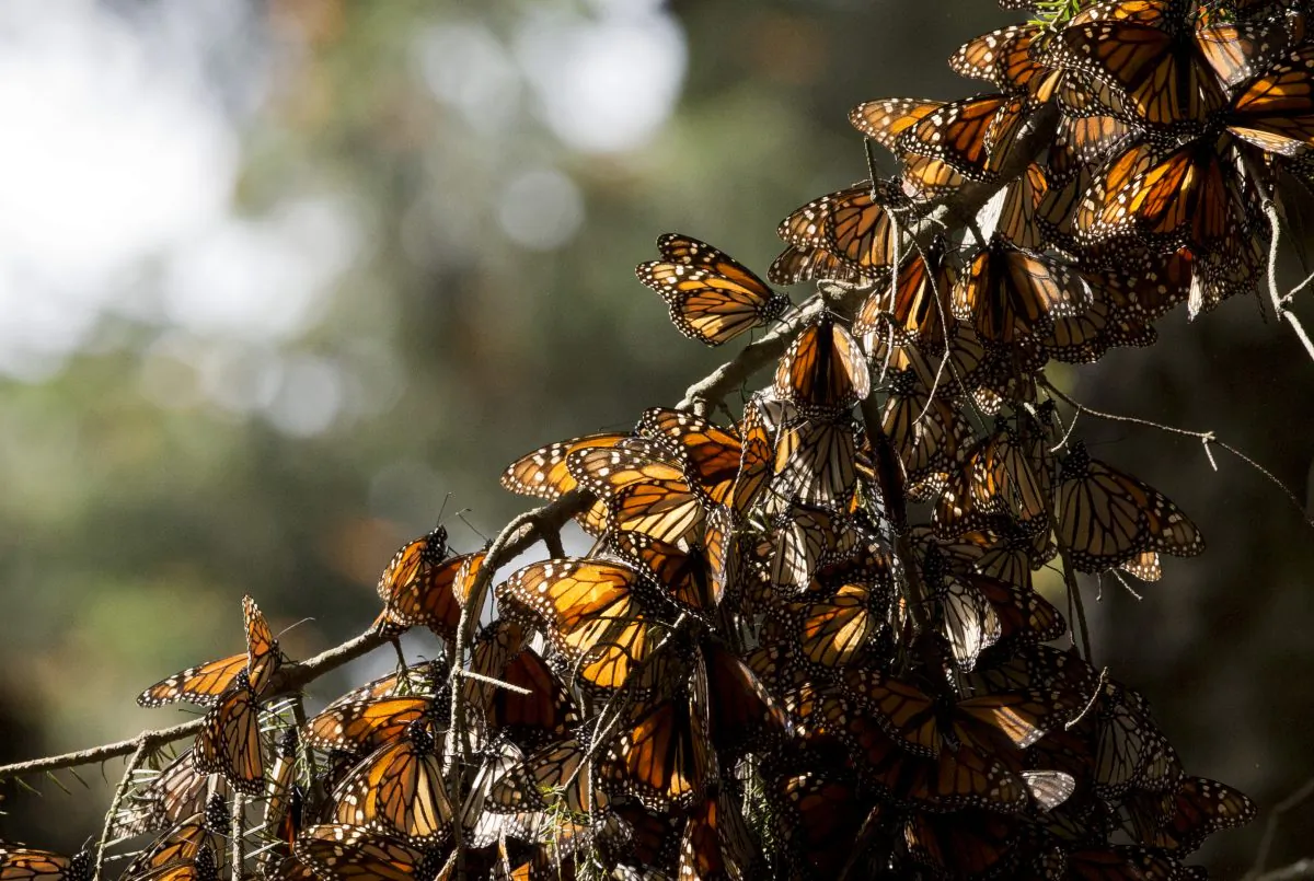 A kaleidoscope of Monarch butterflies hang from a tree branch, in the Piedra Herrada sanctuary, near Valle de Bravo, Mexico, on Jan. 4, 2015. (Rebecca Blackwell, File/AP Photo)