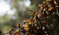 Senators Ponder $1.4 Billion Wildlife Recovery Bill