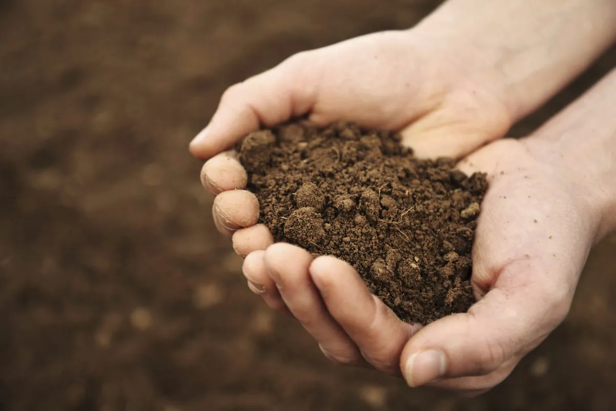 "Reclaimed soil may not necessarily be used to grow food, but it certainly could be used for re-greening: planting grass to minimize erosion and to restore vegetation," says Pedro Alvarez. (blueenayim/iStock)