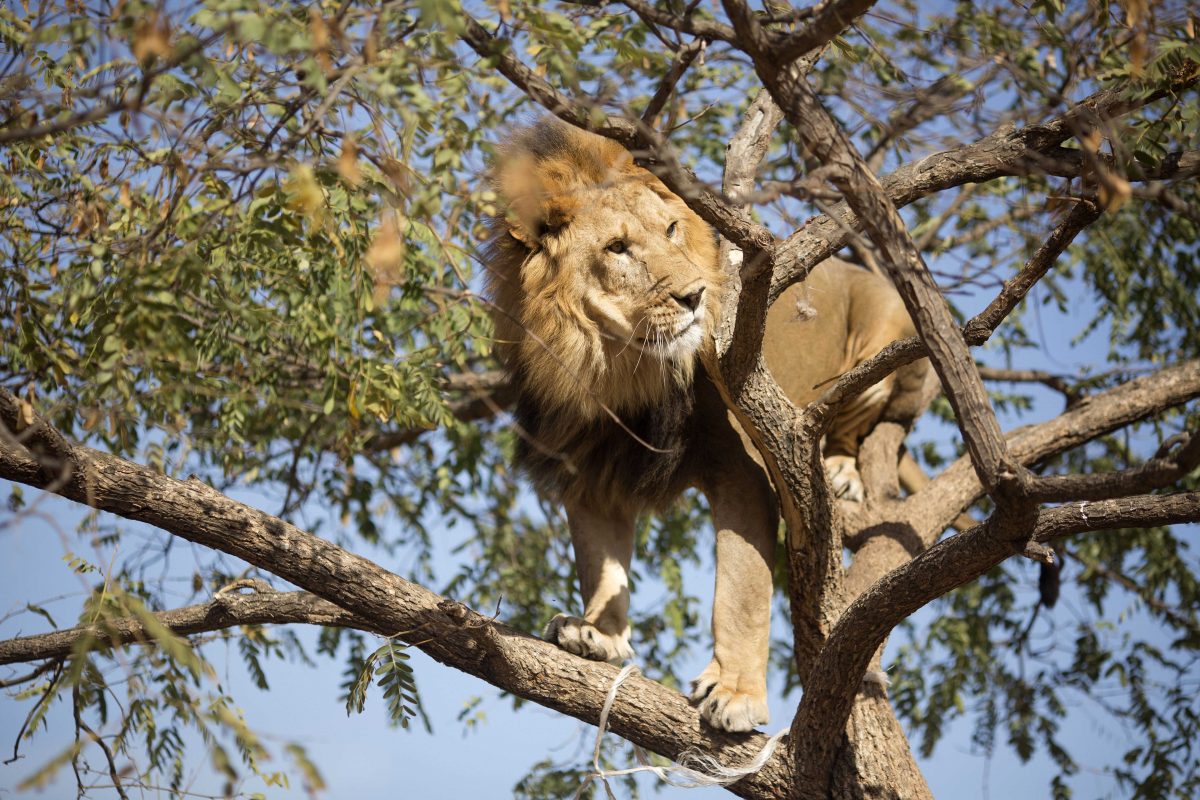 Salam, 5, an African lion, stands on the branches of a tree at the Ramt Gan safari near Tel Aviv, Israel, Tuesday, Nov. 26, 2013. Tree-climbing lions are relatively uncommon and are best known for their populations in Uganda's Queen Elizabeth National Park and Tanzania's Lake Manyara national Park. (AP Photo/Ariel Schalit)