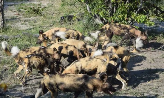 Trailing the Elusive African Wild Dog