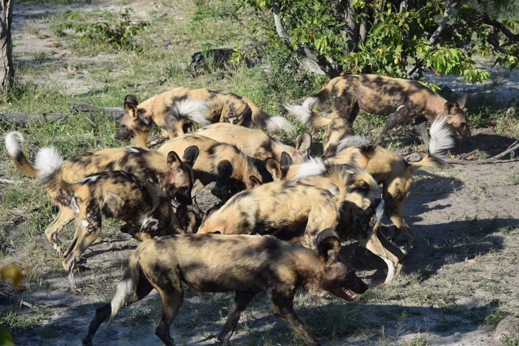  A pack of African wild dogs feed on an impala carcass. Ferocious hunters, the dogs work as a team on a hunt. They tear apart their prey and devour it in minutes to avoid theft by hyenas or lions.(Giannella M. Garrett)