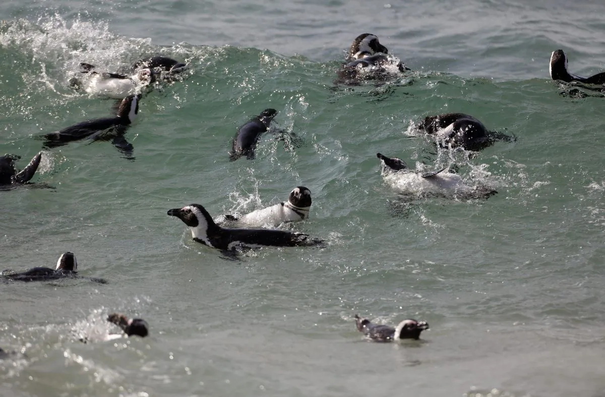 Penguins swim together at Boulders beach a popular tourist destination in Simon's Town, South Africa, Thursday, Aug. 27, 2015.  (AP Photo/Schalk van Zuydam)