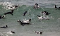 Scientists Squabble While Africa’s Only Penguins Perish