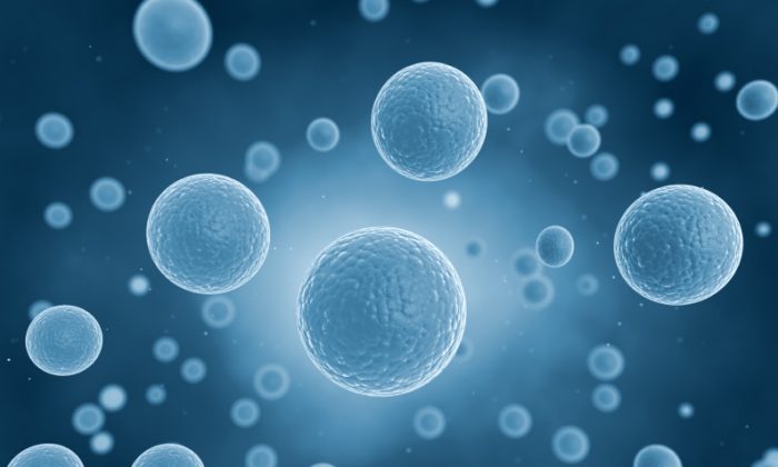 Embryonic stem cells. (iStock)