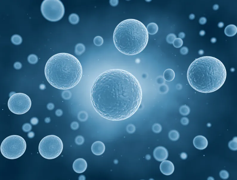 Embryonic stem cells. (iStock)