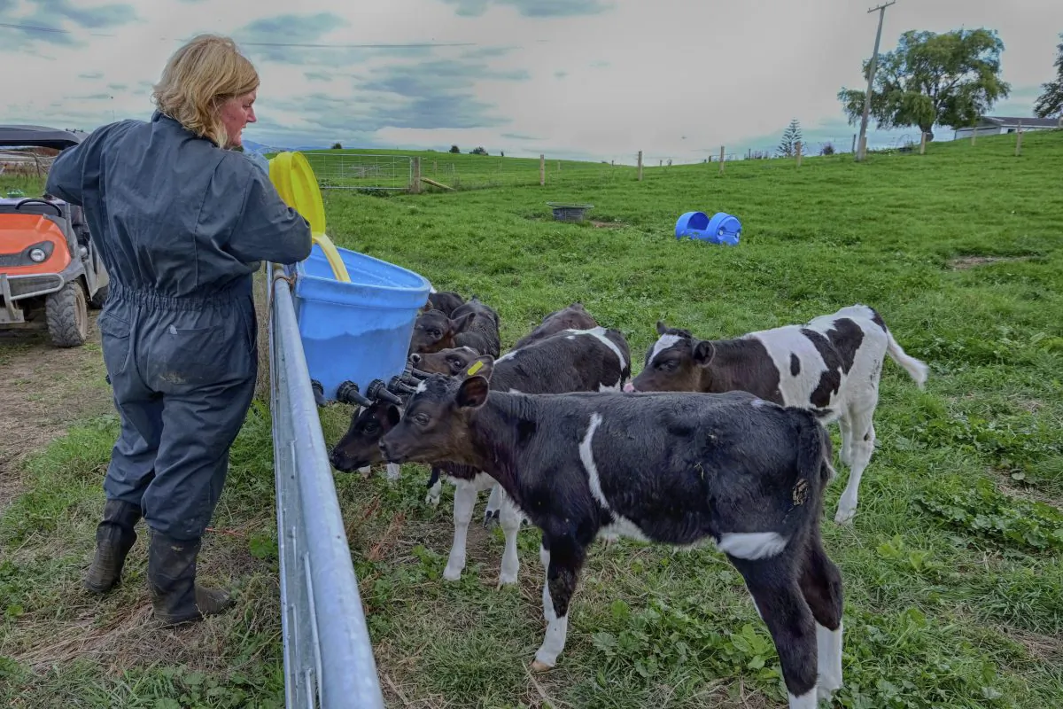 "The socioemotional part is that these family members feel an attachment to the dairy farm," says Loren Tauer. "It's a warm and fuzzy feeling." (JESP62/iStock)