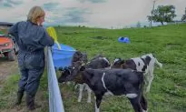 Family Farms Pay Less Money, More Pride