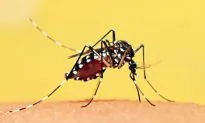 Mosquito Protection: Alternatives to DEET