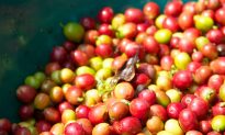 The Dark Side of Coffee: An Unequal Social and Environmental Exchange