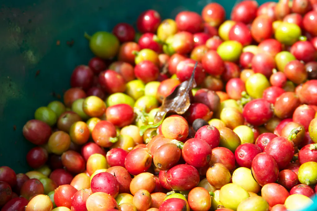 Not all is good on the ‘technified’ coffee farm. (mckaysavage, CC BY 2.0)