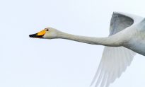 Swan’s Springy Neck Inspires Better Drone Cameras