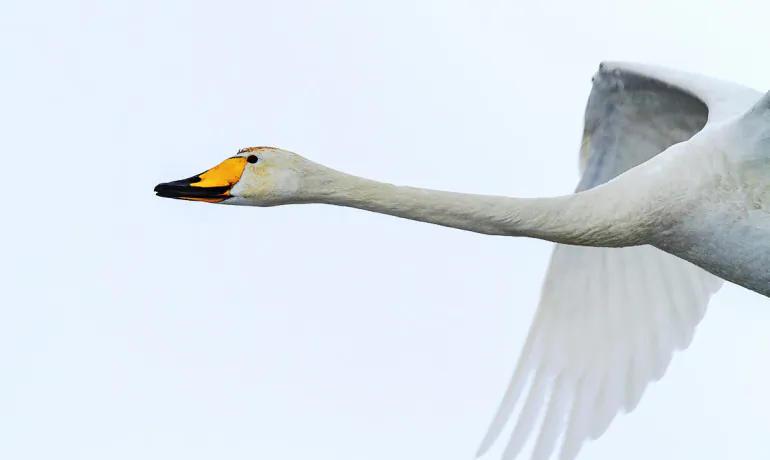 A swan's neck works like a car's suspension system, offering a smooth ride over a bumpy road. (porojnicu/iStock)