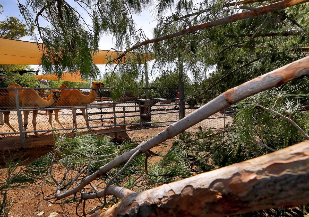 Dromedary camels are tied up, Tuesday, Sept. 1, 201 at the Phoenix Zoo, away from a large pine tree that fell into their exhibit late Monday evening. Monsoon storms hit the Phoenix area Monday night and knocked out power to thousands, delayed air travel, and stranded motorists in flash floods. The Phoenix Zoo had to close for the day to remove storm-damaged and fallen trees throughout the park. (AP Photo/Matt York)