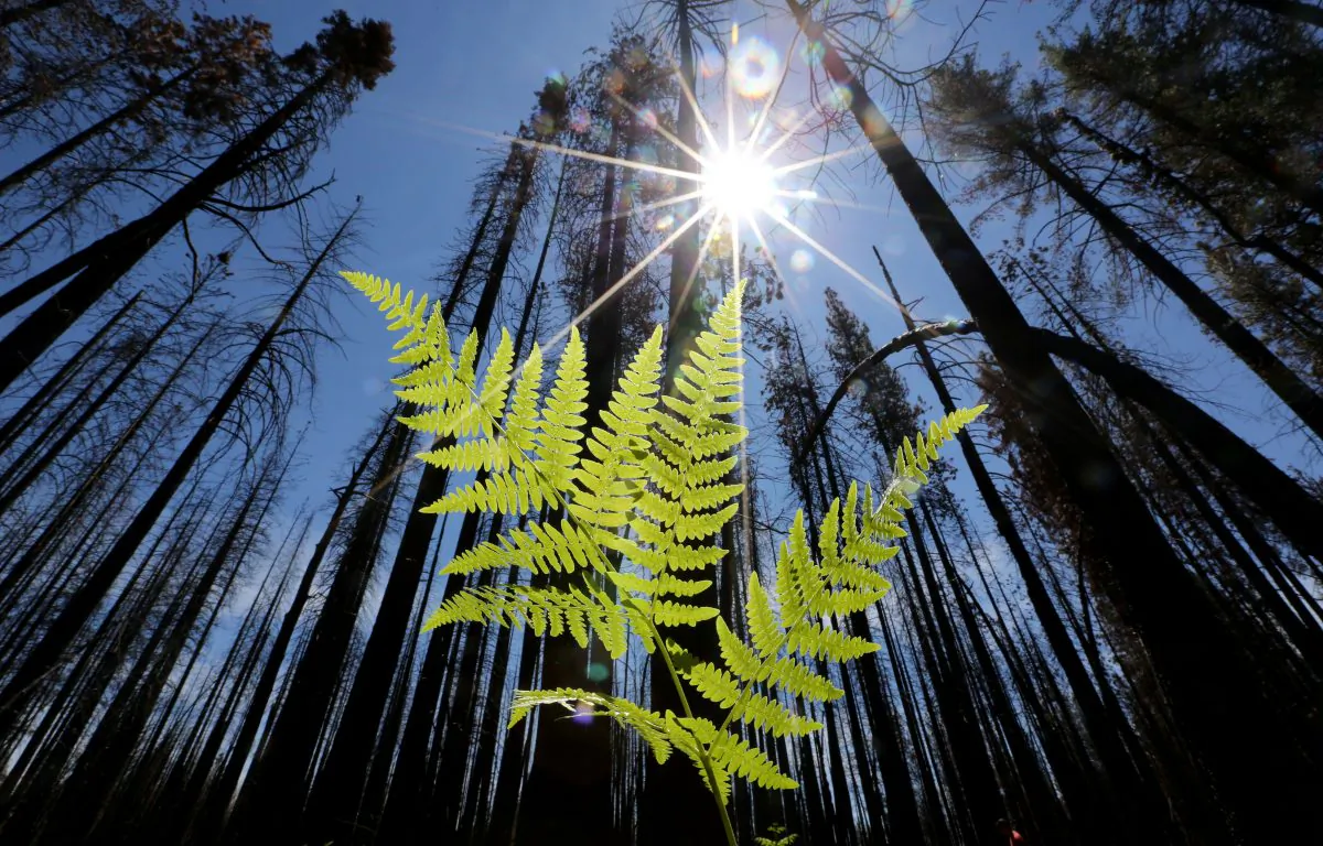 A fern grows among trees burned by the Rim Fire, near Groveland, Calif., on July 25, 2014. (Rich Pedroncelli, File/AP Photo)