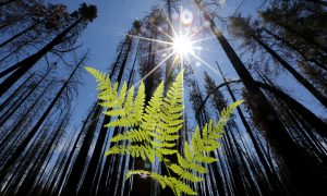 Lots of Trees to Hug: Study Counts 3 Trillion Trees on Earth
