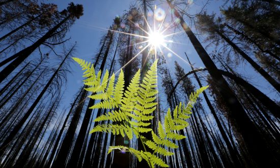 Trump Signs Order Creating One Trillion Trees Interagency Council