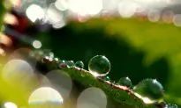 Arsenic Attaches to Water That’s ‘Too Pure’