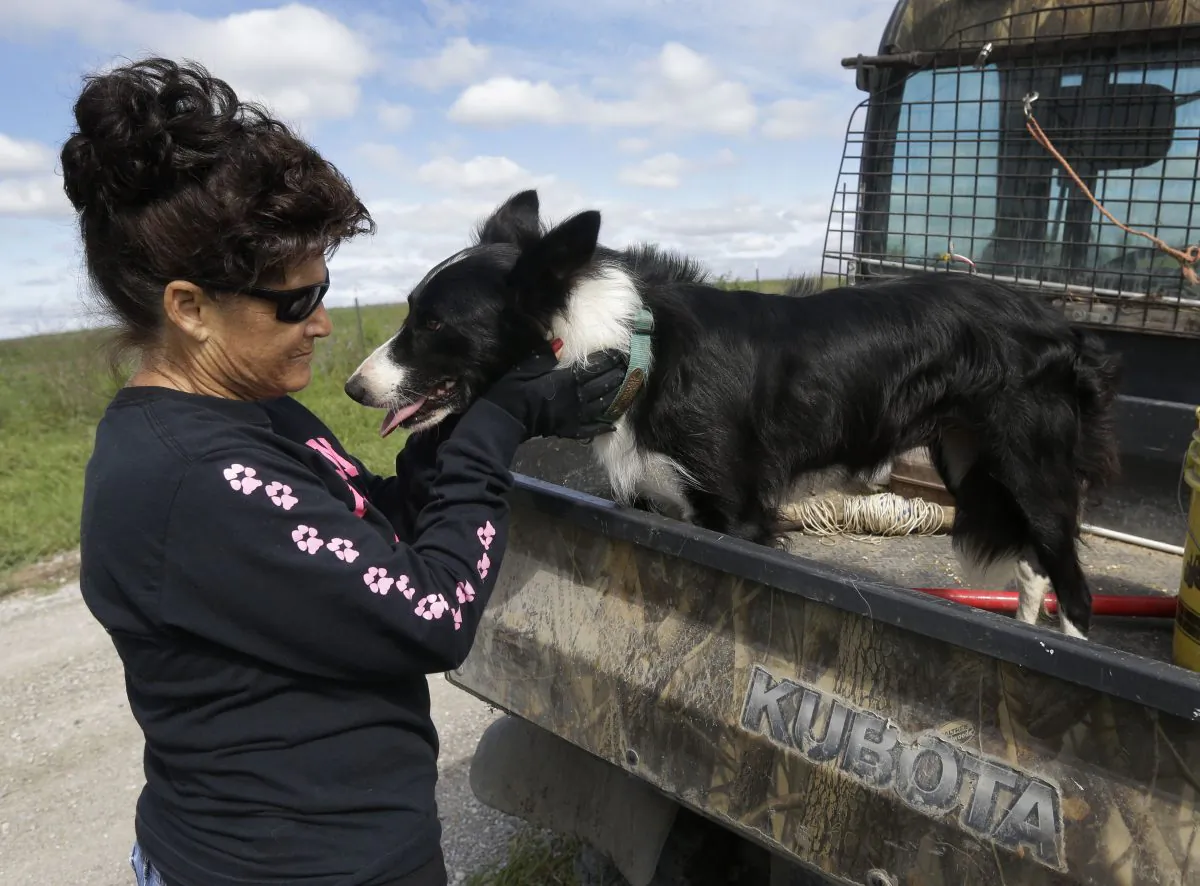 Alda Owen pets her farm service dog Sweet Baby Jo after moving cattle on her farm near Maysville, Mo., Wednesday, Aug. 19, 2015. (AP Photo/Orlin Wagner)