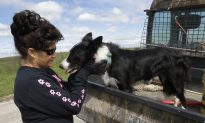 Specially Trained Dogs Help out Farmers With Disabilities