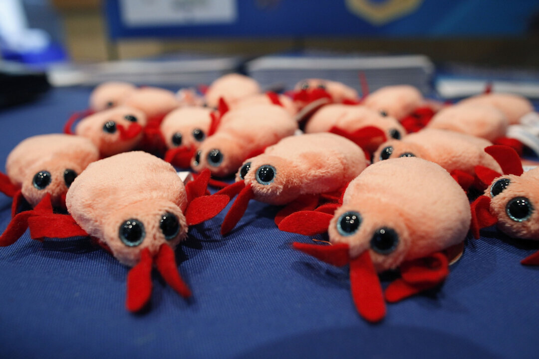 ROSEMONT, IL - SEPTEMBER 22: Plush bed bugs are displayed at the Bed Bug University North American Summit 2010 on September 22, 2010 in Rosemont, Illinois. The two-day conference of bed bug experts and pest control workers featured seminars from researchers and vendors displaying the latest products focused on bedbug detection, elimination and prevention. (Photo by Brian Kersey/Getty Images)
